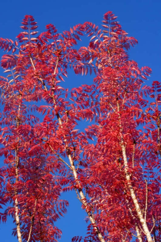 Chinese Toon Tree