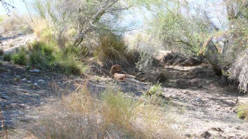 Cheetah on duty