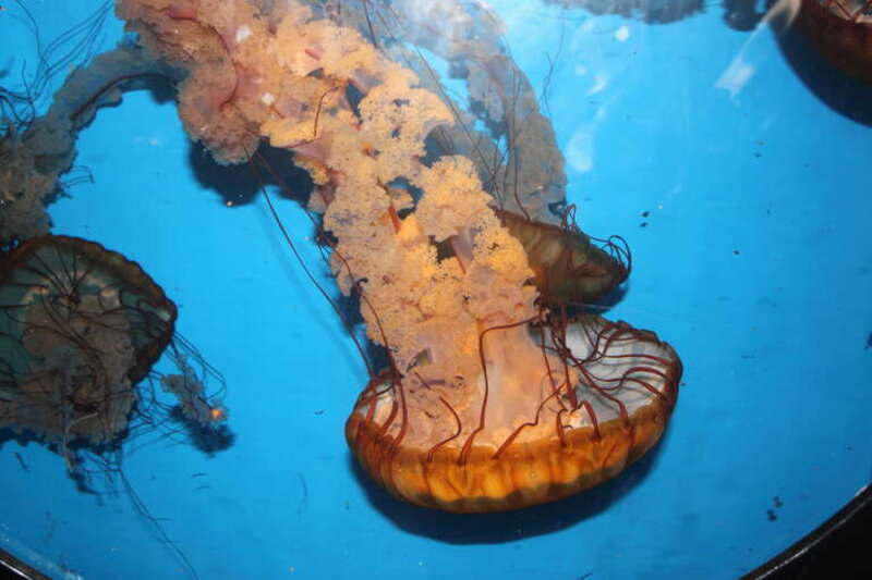 A Chrysaora fuscescens en    commonly known as a Pacific Sea Nettle seen at the Birch Aquarium at the Scripps Institution of Oceanography at the University of California, San Diego