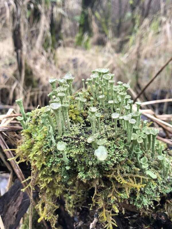 Trumpet Lichen (Cladonia fimbriata)