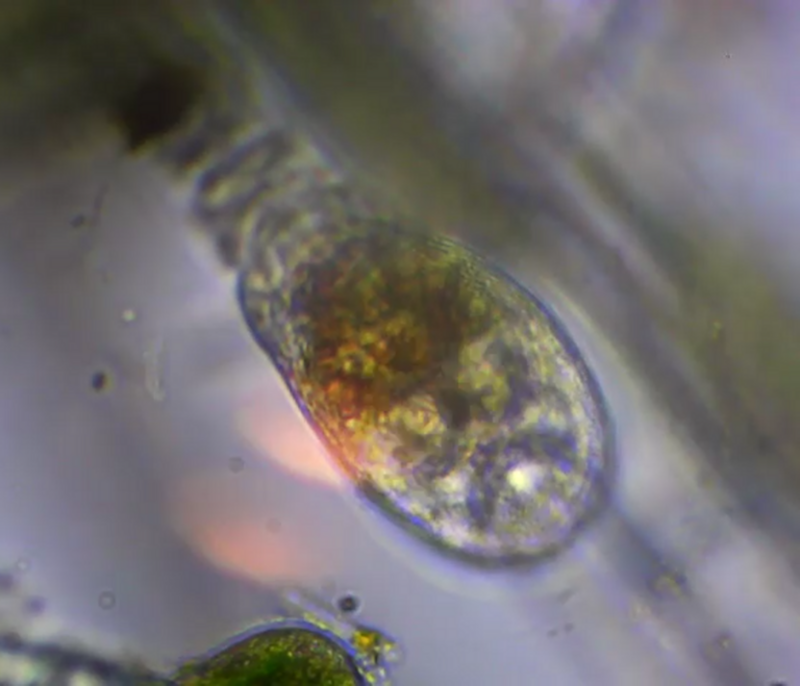 Collotheca