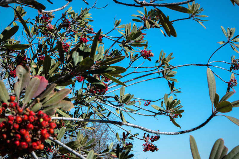 
500px provided description: Colors and flow [#trees ,#sky ,#red ,#blue ,#tree ,#beautiful ,#branch ,#green ,#berries]