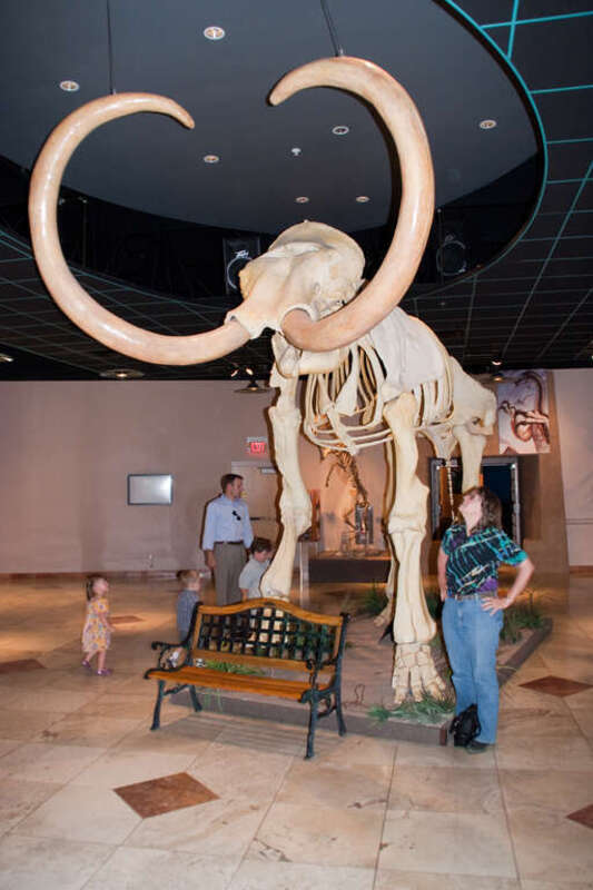 en:Columbian Mammoth in the lobby of the en:Arizona Museum of Natural History. Self portrait (looking up at mammoth).