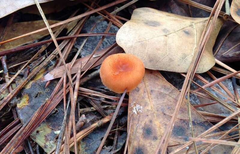 A mushroom in Congaree National Park in South Carolina.