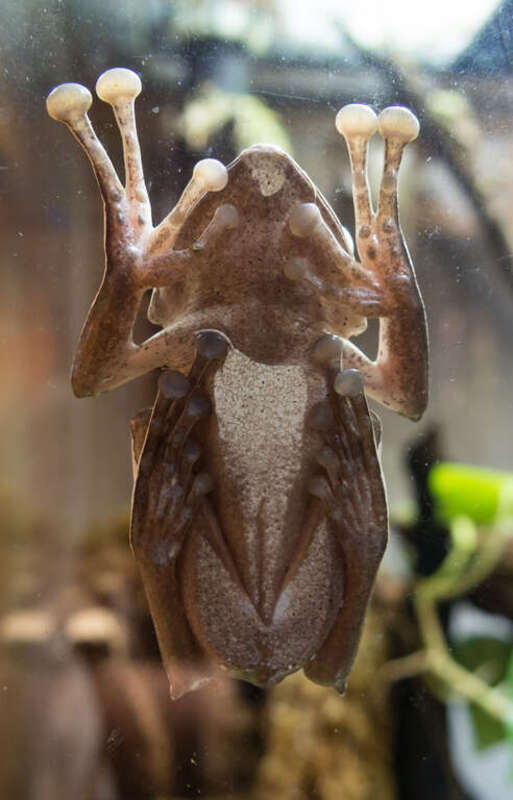 A coquí frog (Eleutherodactylus) hanging onto the glass of its enclosure in the California Academy of Sciences rainforests exhibit.