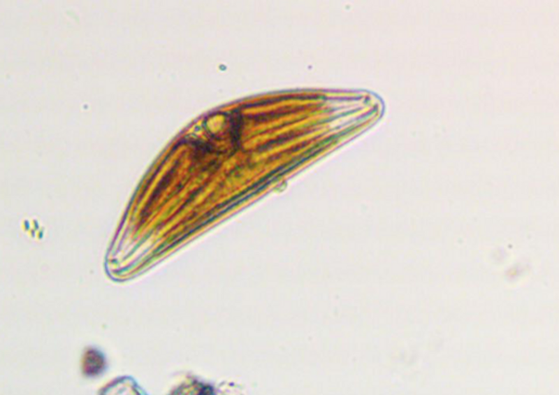 Cymbella