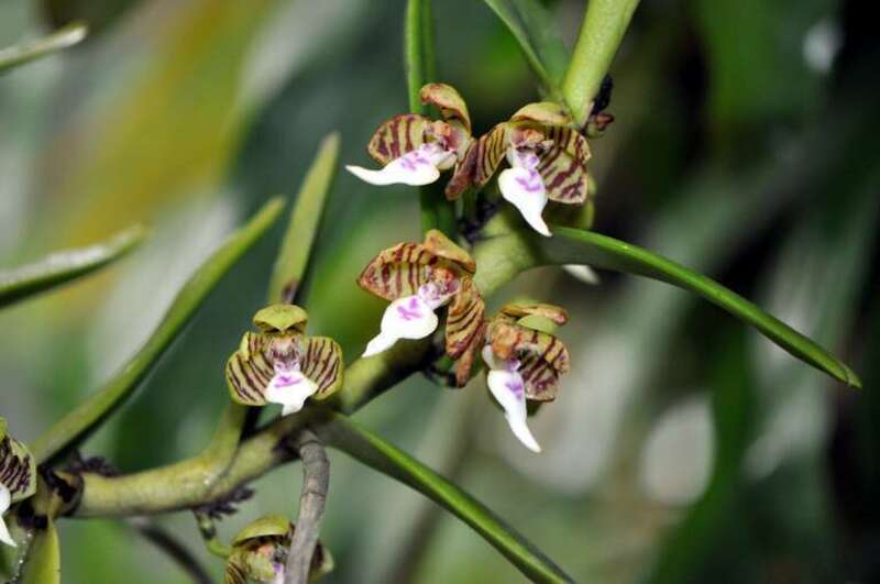 Trichoglottis geminata

The Marie Selby Botanical Gardens are extensive botanical gardens dedicated to research and collections of epiphytes, especially orchids and bromeliads, and their canopy ecosystems.