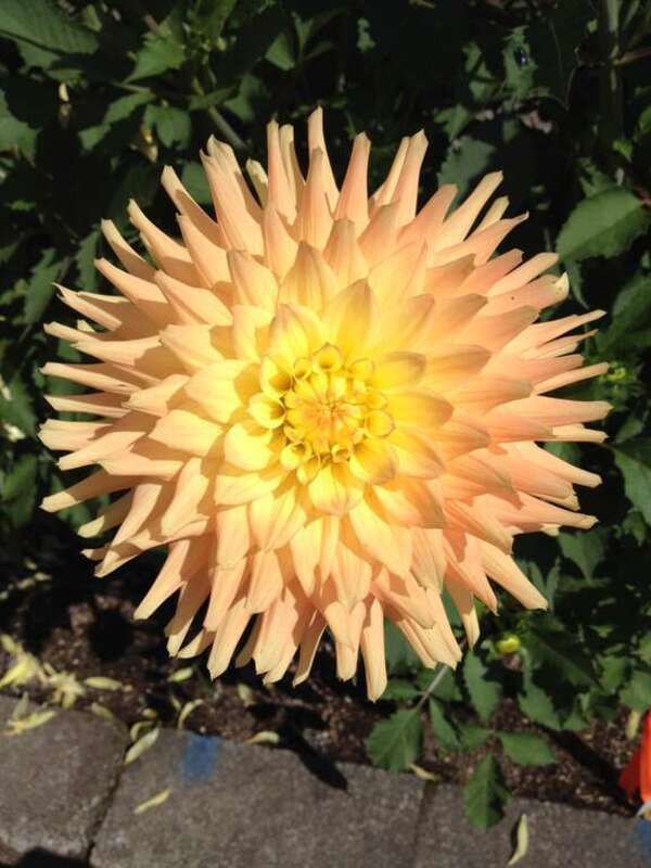 Dahlia at Point Defiance Park