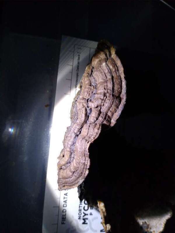 Common Mazegill (Datronia mollis)