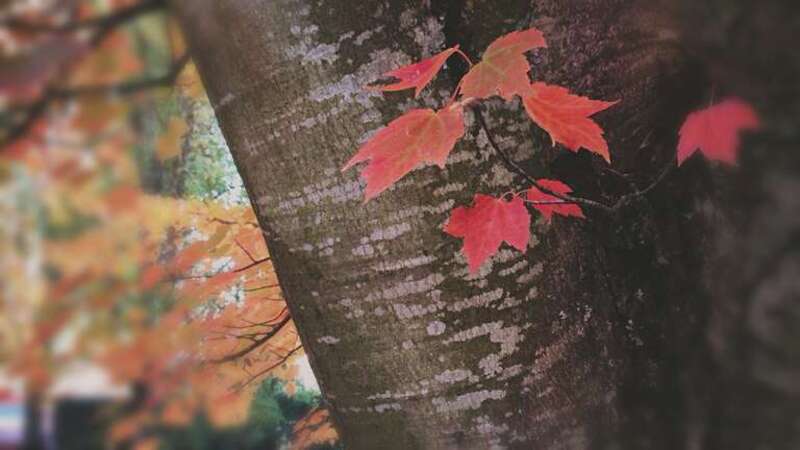 Day 302: Autumn