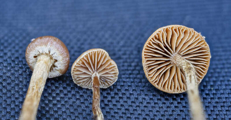 Deconica inquilina