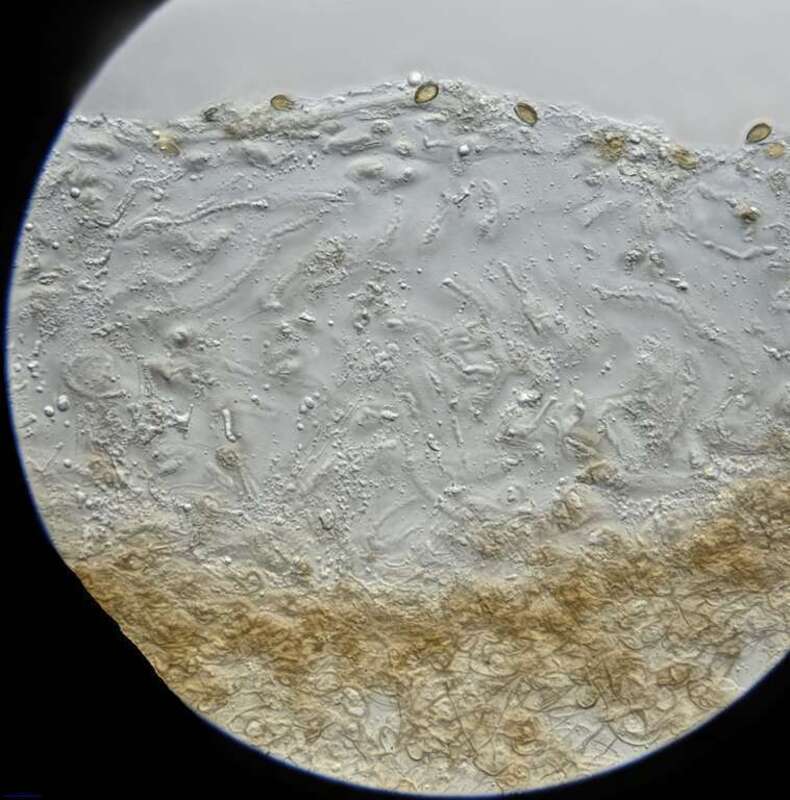 Deconica inquilina