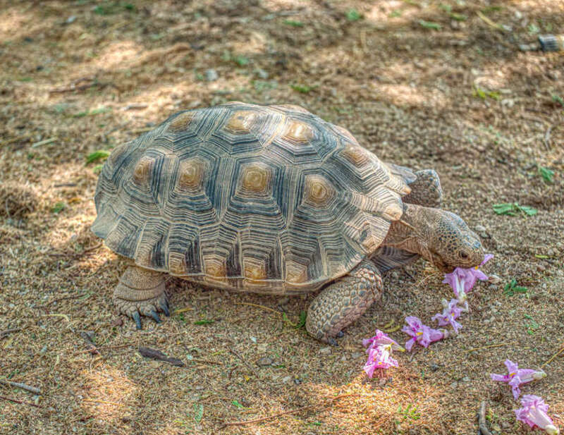 Desert Tortoise (Gopherus agassizii) at the Henderson Bird Viewing Preserve, Las Vegas eating his favorite food Desert Willow (Chilopsis linearis) flowers
