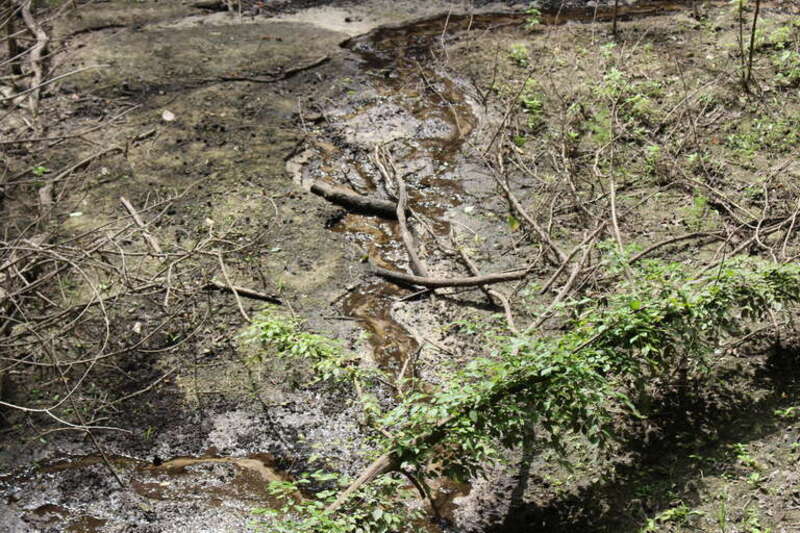 Devil's Millhopper Geological State Park, Gainsville, Alachua County, Florida