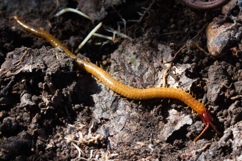 Dicellophilus limatus. Species of arthropod.