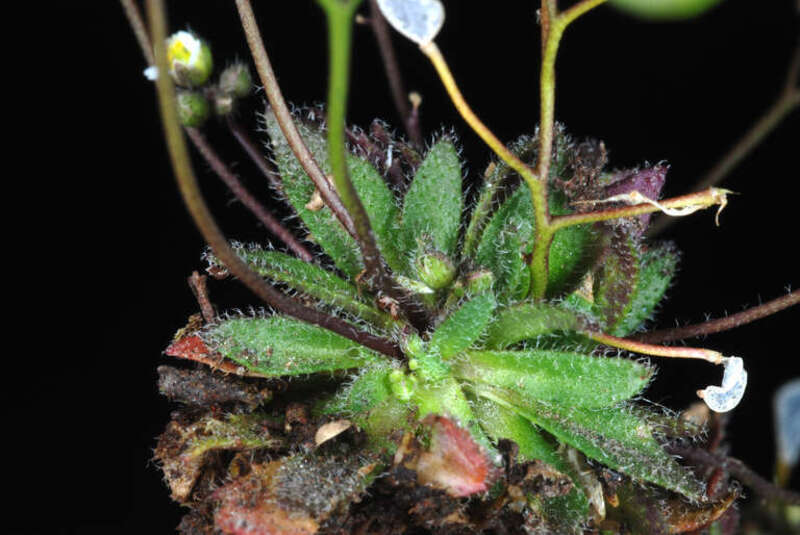 Draba verna