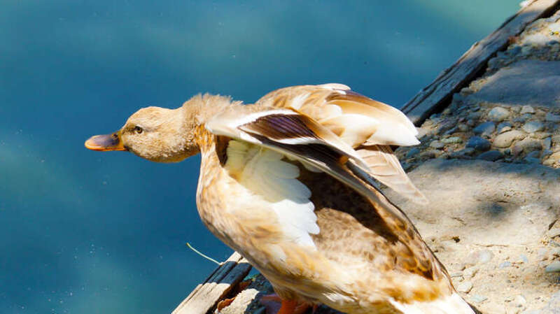
500px provided description: Duck Wings Ps []