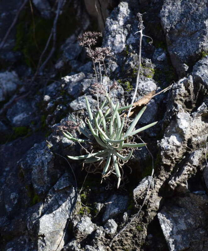San Gabriel Mountains dudleya (Dudleya densiflora)