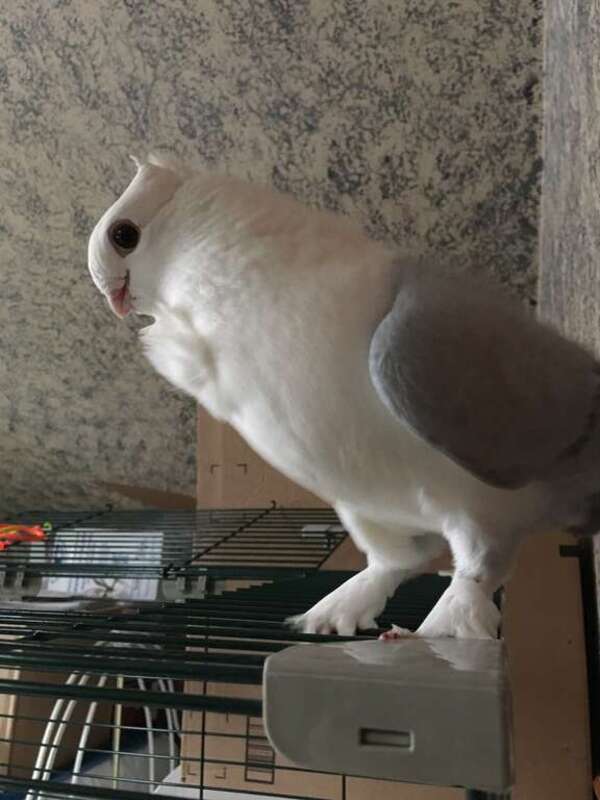 German Owl Pigeon
