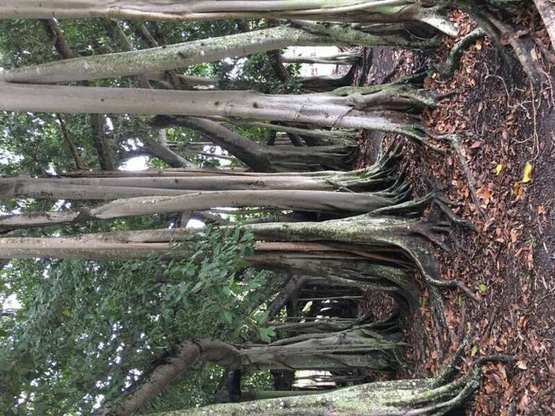 A Banyan tree at the Edison and Ford Winter Estates in Fort Myers, Florida