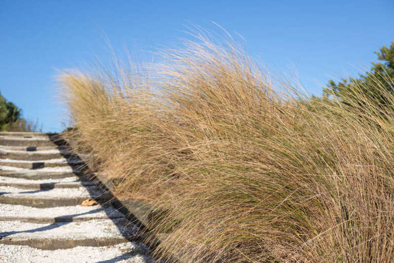 Sea grass, Emerson Point Preserve, Palmetto, Florida.