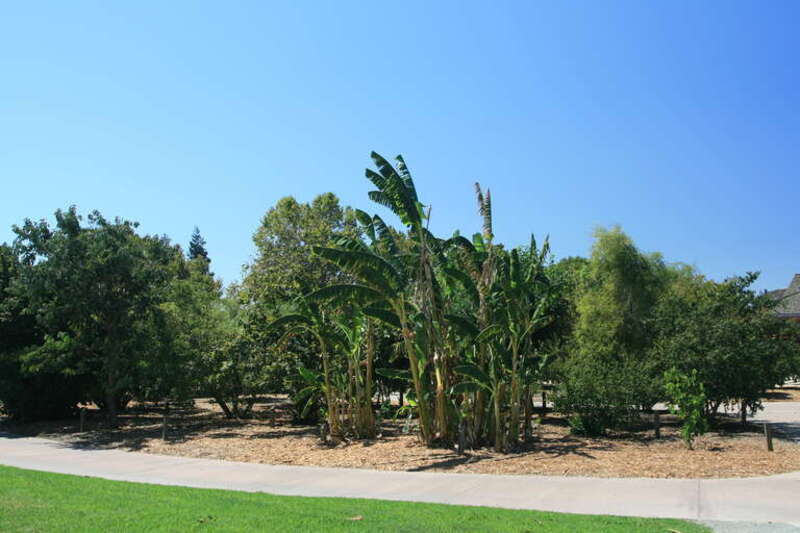 rare fruit orchard