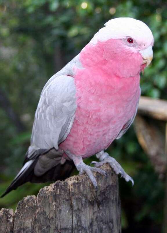 A Galah (also known as Roseate Cockatoo) at Brevard Zoo, Florida, USA. The brown colour of its irises suggest that it is a female.