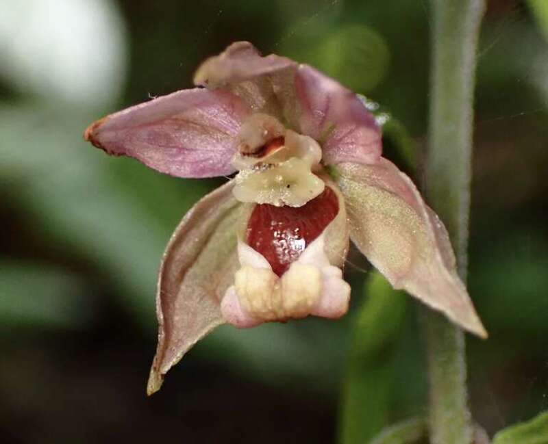Broad-leafed Helleborine (Epipactis helleborine)
