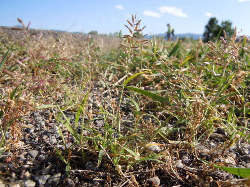 This species is a diminutive form (narrow spikelets, small stature) of the more common Eragrostis cilianensis.