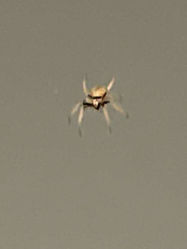 Tropical Orbweaver (Eriophora ravilla)