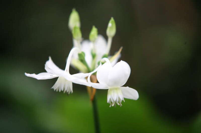 Eucharis flower