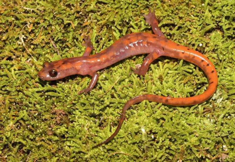 Cave Salamander (Eurycea lucifuga)