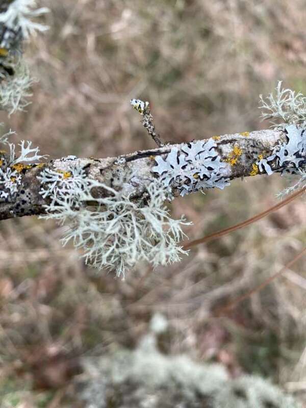 Oakmoss (Evernia prunastri)
