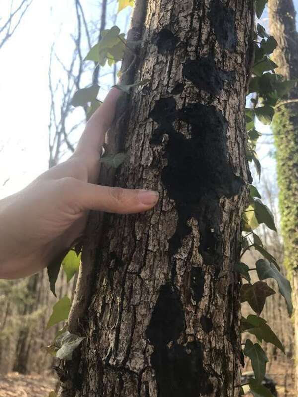 Black Witches' Butter (Exidia glandulosa)