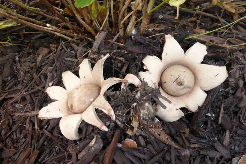 rounded earthstar (Geastrum saccatum)