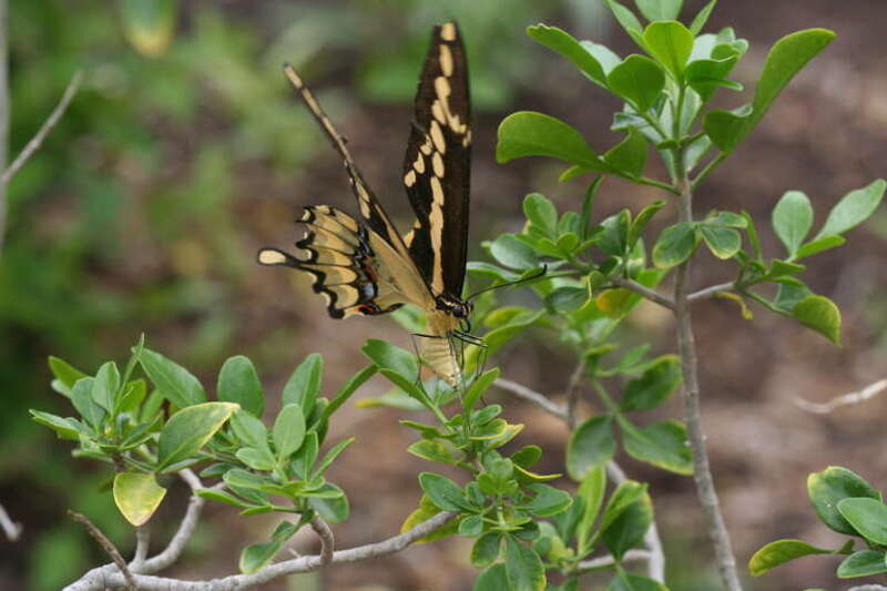If you look at the tip of the abdomen you can actually see the egg coming out.