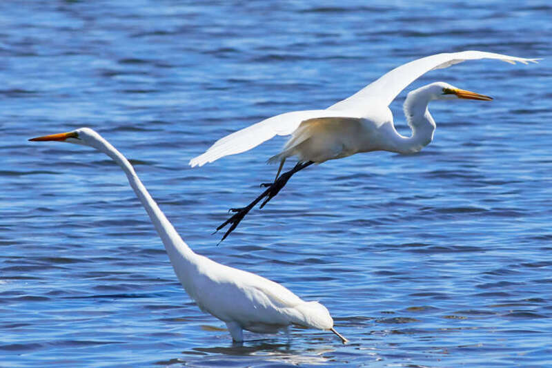 
500px provided description: Great egret

??? [#lake ,#beauty ,#birds ,#spring ,#water ,#bird ,#blue ,#animals ,#beautiful ,#animal ,#white ,#peace ,#wildlife ,#flying ,#wild ,#egret ,#greategret]