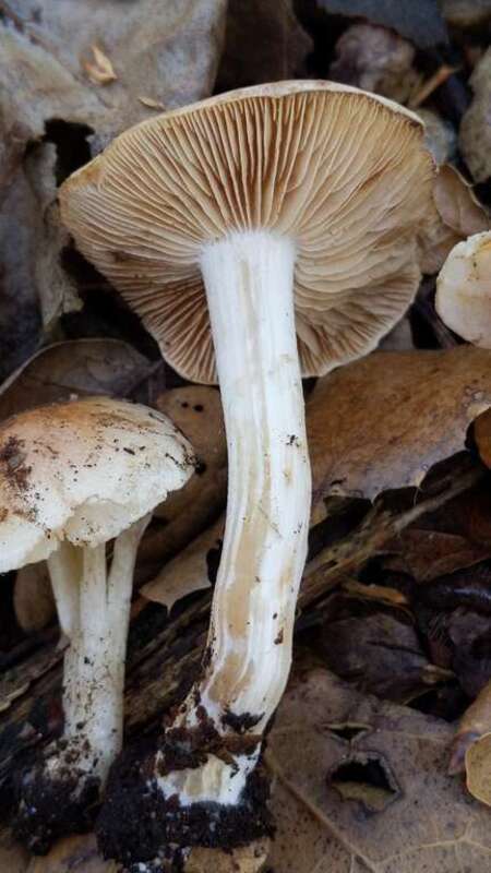 Hebeloma