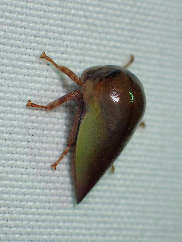 Hebetica sylviae