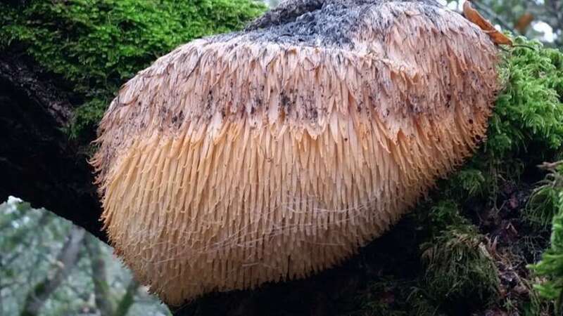lion's-mane mushroom (Hericium erinaceus)