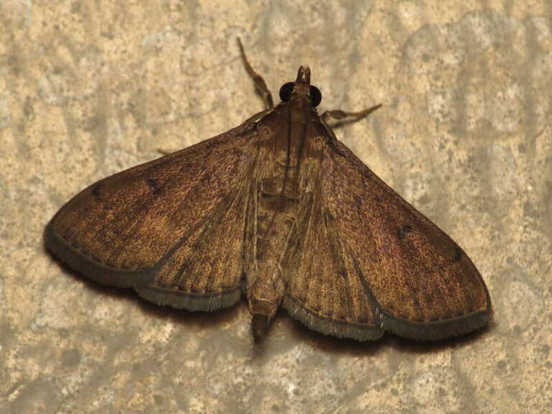 Herpetogramma phaeopteralis (Guenée, 1854), Gainesville, Florida, USA, 27 October 2014