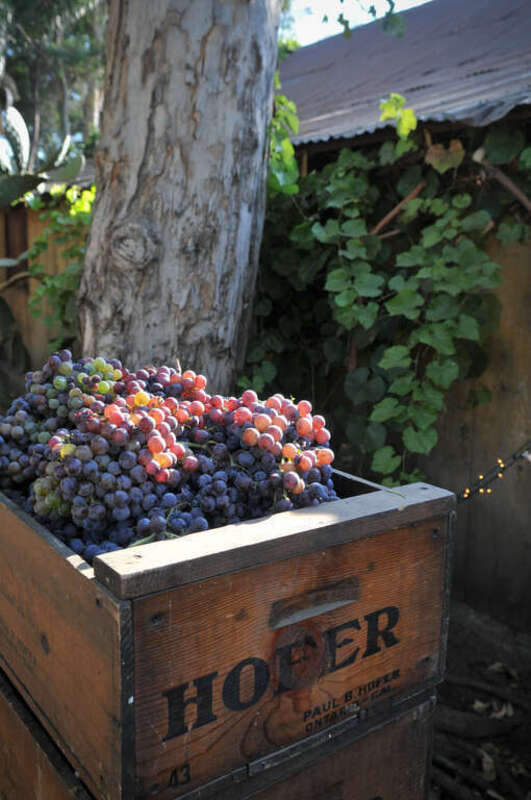 Hofer Ranch September Harvest