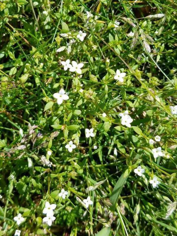 Southern Bluet (Houstonia micrantha). Species of plant.