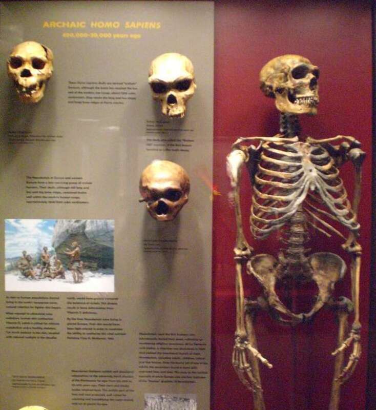 Human Origins (1)