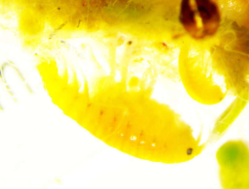 Hyalella