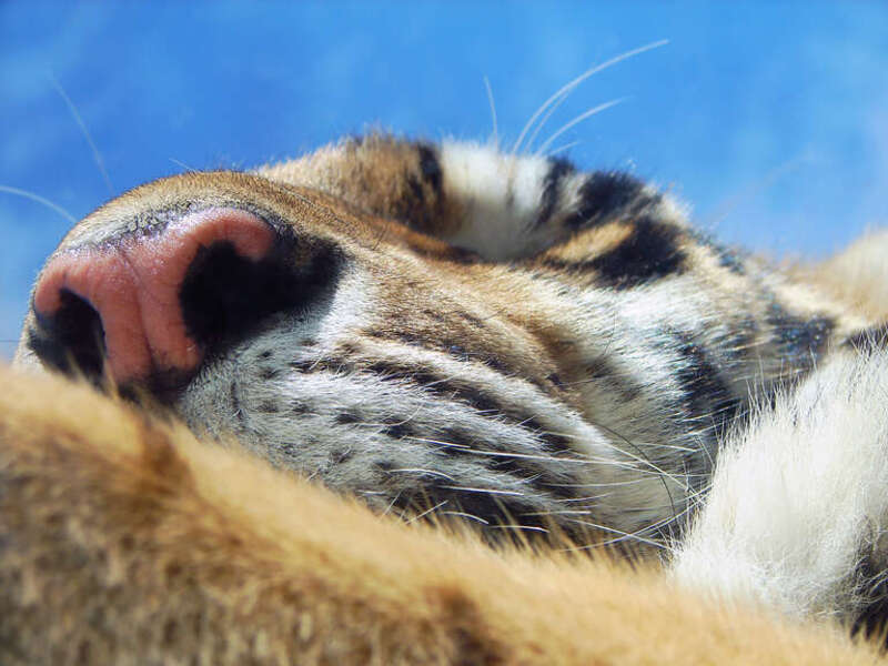This is Lila, the the orange Bengal tiger at the Dakota Zoo in Bismarck, ND.  The zoo also has a white one named Vimila, and a "tabby", but I don't know his name.

View large for best detail.
