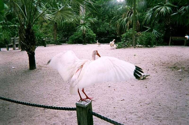 I Want to Fly
