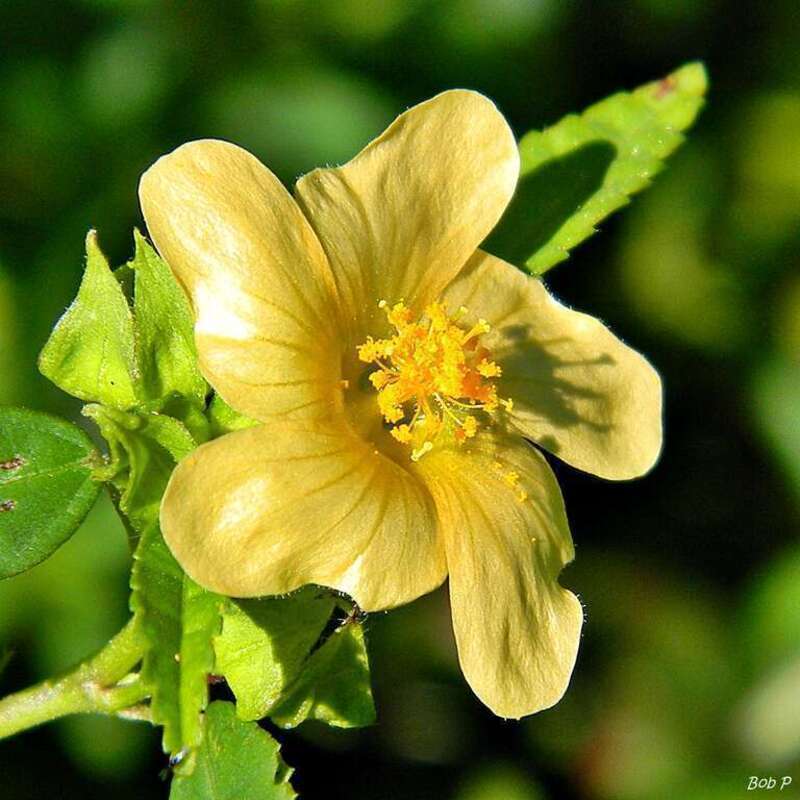 Time for another wonderful "weed"! Sida rhombifolia (Indian hemp, Teaweed) blooming at Frenchman's Forest Natural Area, Palm Beach County. Another Sida species (S. acuta) lives here as well but I think this one is S. rhombifolia. This plant is often