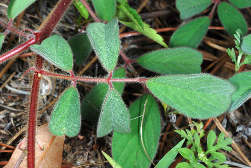 Indigofera hirsuta
