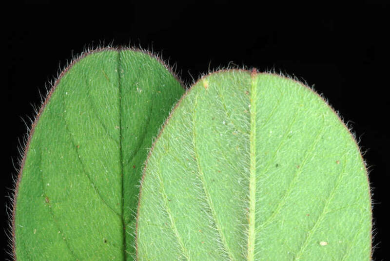 Indigofera hirsuta